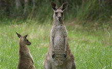 Michael's Clarence Valley Retreat - Whitsundays Accommodation 7
