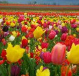 Golfview Lodge - Whitsundays Accommodation