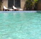 Toreador Motel - Coffs Harbour - Whitsundays Accommodation