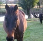 Reynella Kosciusko Rides Accommodation - Whitsundays Accommodation