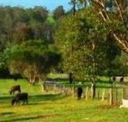 Giba Gunyah Country Cottages - Whitsundays Accommodation