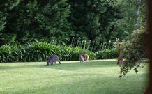 Yallambee Bed And Breakfast - Whitsundays Accommodation 4