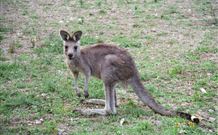 Calurla Chalets And Cottages - Whitsundays Accommodation 1