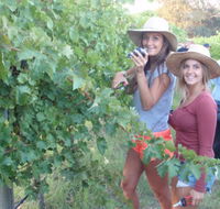McLaren Vale Backpackers - Whitsundays Accommodation