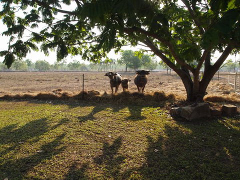 Berry Creek Bush Retreat - Whitsundays Accommodation 2