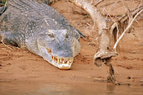 Mount Nancar Wilderness Retreat - Whitsundays Accommodation 4