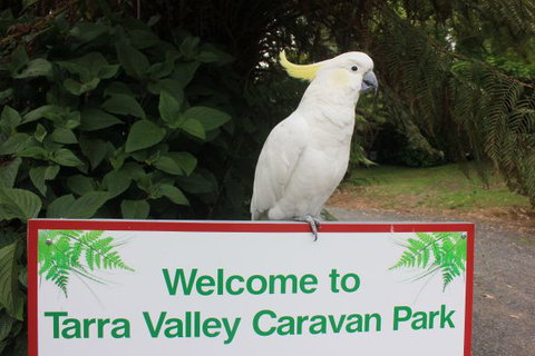 Tarra Valley Caravan Park - Whitsundays Accommodation 3
