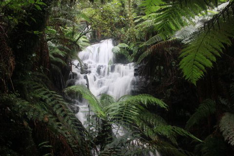 Tarra Valley Caravan Park - Whitsundays Accommodation 4