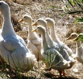 Duck Duck Goose Bed and Breakfast - Whitsundays Accommodation
