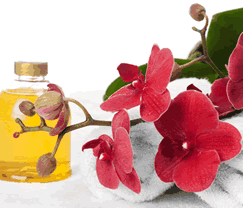 Sunny Hill Retreat Accommodation & Day Spa - Whitsundays Accommodation 0