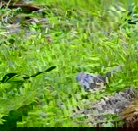 Morialta Bed And Breakfast - Whitsundays Accommodation