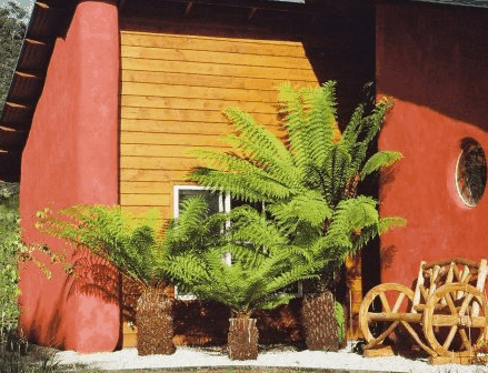 Whispering Spirit Cottage  Miniature Pony Stud - Whitsundays Accommodation