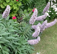 Padthaway Caravan Park - Whitsundays Accommodation