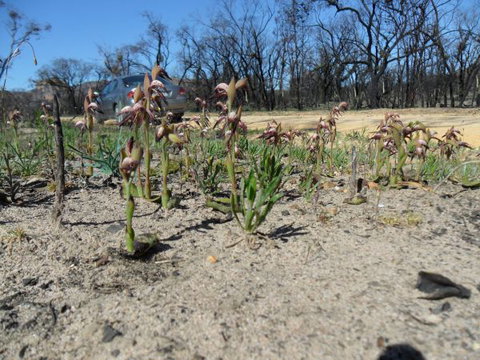 Mount Zero Log Cabins - Whitsundays Accommodation 2