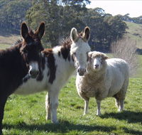 Avaleigh Elms Farmstay - Whitsundays Accommodation