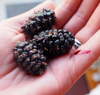 Baileys Lane - Whitsundays Accommodation