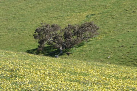 Morella Farm Stay - Whitsundays Accommodation 9