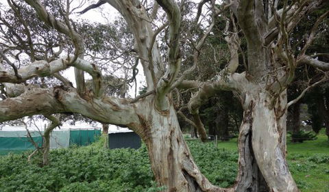 Morella Farm Stay - Whitsundays Accommodation 10