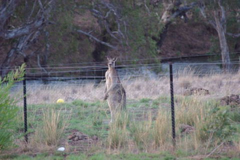 Yalooka Farm - Whitsundays Accommodation 9