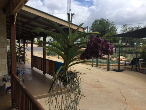 Curtain Fig Motel Yungaburra - Whitsundays Accommodation 2