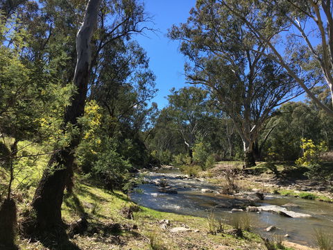 Highfield Farm And Woodland Bush Campsites - Whitsundays Accommodation 0
