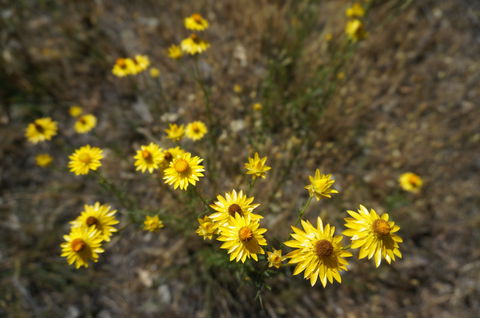 Highfield Farm And Woodland Bush Campsites - Whitsundays Accommodation 3