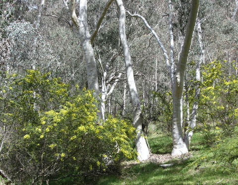 Highfield Farm And Woodland Bush Campsites - Whitsundays Accommodation 4