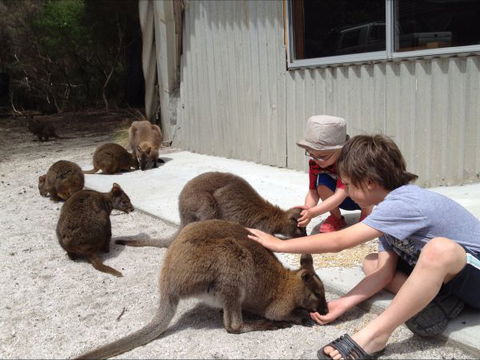 The Patriarch Wildlife Sanctuary Camping Ground - Whitsundays Accommodation 0