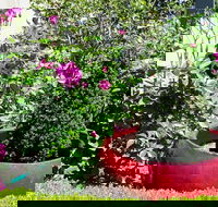 Armidale Pines Motel - Whitsundays Accommodation