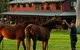 Bilpin Country Lodge - thumb 3