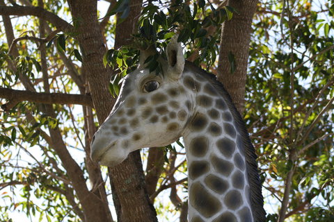 Sarina Palms Caravan Village - Whitsundays Accommodation 7