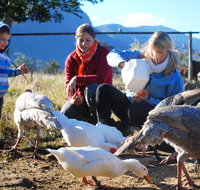 Cedar Glen Farmstay - Whitsundays Accommodation