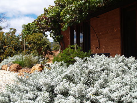Kangaroos In The Top Paddock - Whitsundays Accommodation 0