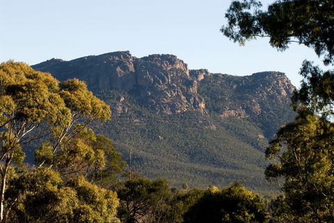 Kangaroos In The Top Paddock - Whitsundays Accommodation 2