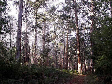 Pemberton  Forrest Cottages  - Whitsundays Accommodation 1