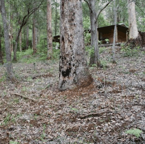 Pemberton  Forrest Cottages  - Whitsundays Accommodation 2