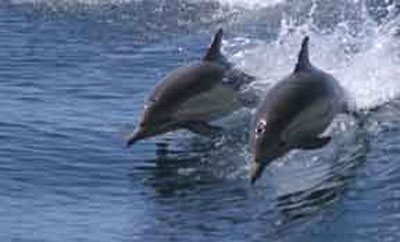 Tradewinds Seafront Apartments - Whitsundays Accommodation 1