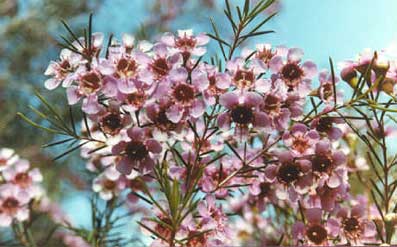 Tradewinds Seafront Apartments - Whitsundays Accommodation 2