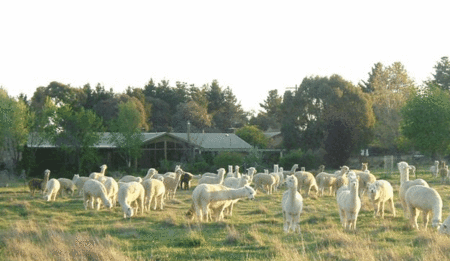 Glenhope Alpacas Self Contained Bb/farmstay - Whitsundays Accommodation