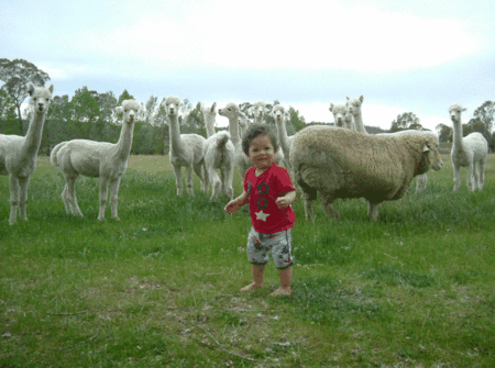 Glenhope Alpacas Self Contained B&b/farmstay - Whitsundays Accommodation 5