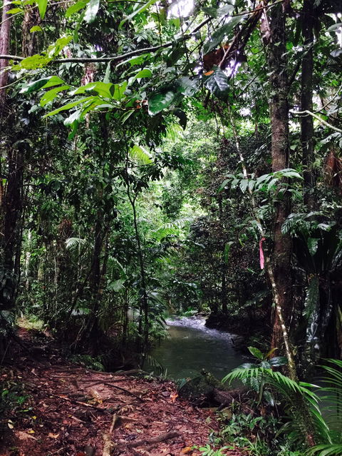Daintree Wilderness Lodge - Whitsundays Accommodation 2