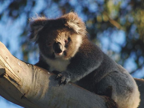 Bimbi Park Camping Under Koalas - Whitsundays Accommodation 0