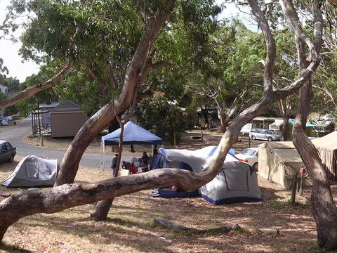 Bimbi Park Camping Under Koalas - Whitsundays Accommodation 1