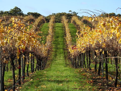 Miners Ridge Vineyard Railway Carriage B&B - Whitsundays Accommodation 1
