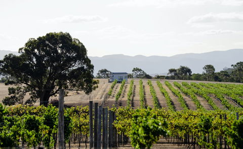 Hounds Run Vineyard - Whitsundays Accommodation 1