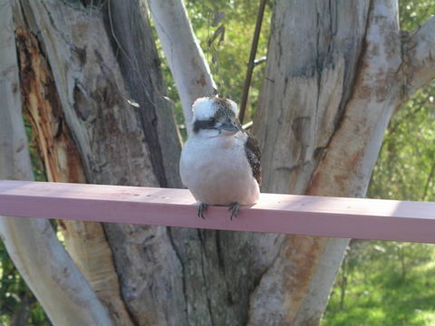 Kookaburra Dreaming - Whitsundays Accommodation 0
