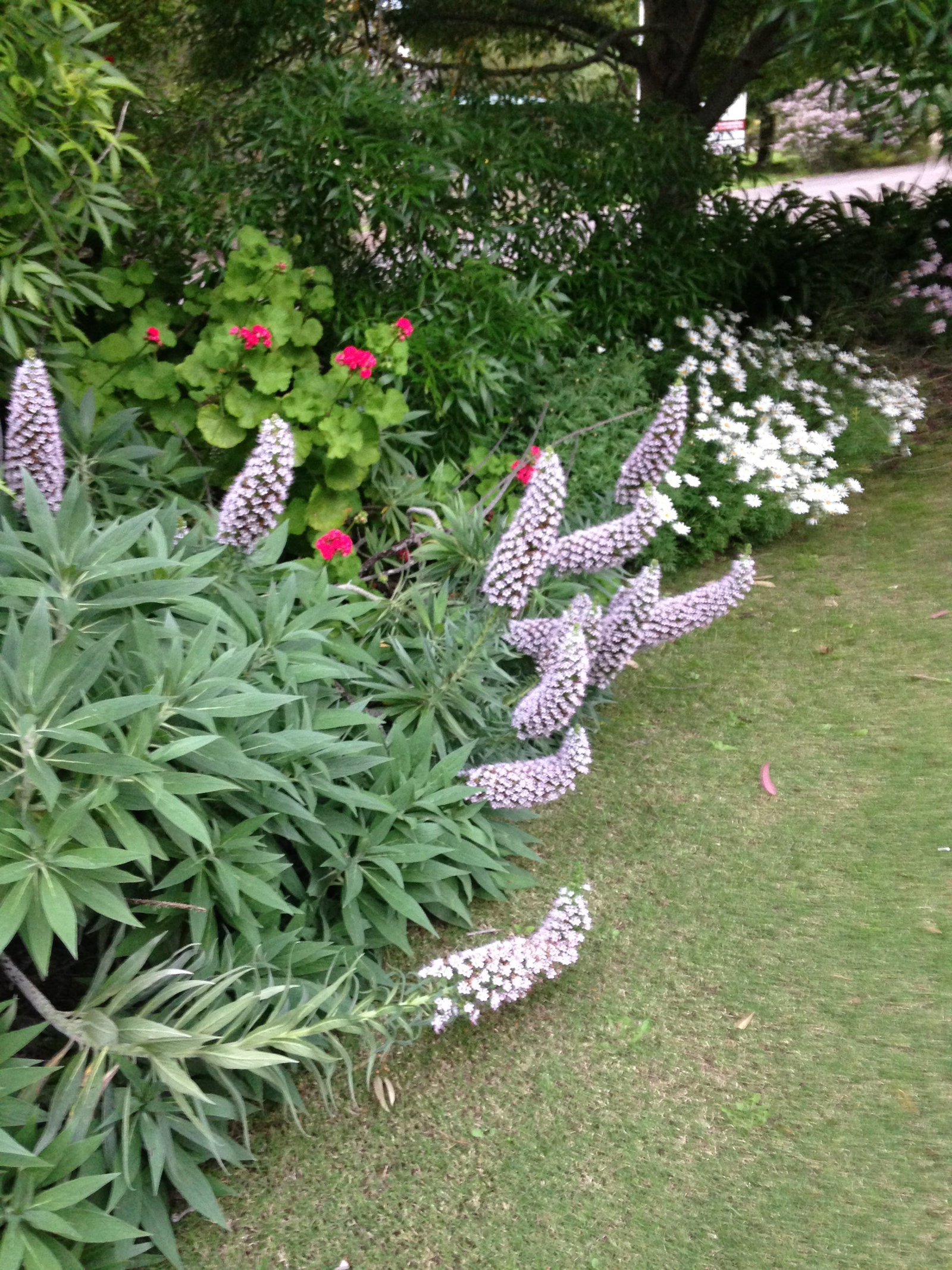 Bool Lagoon SA Whitsundays Accommodation