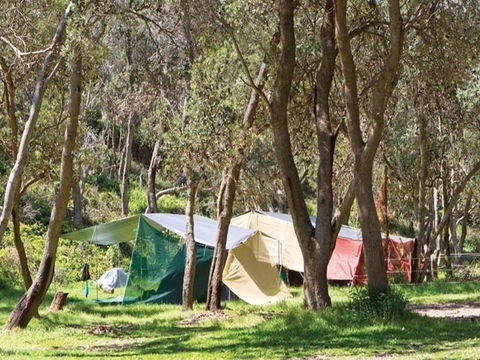 Pebbly Beach Campground - Yuraygir National Park - Whitsundays Accommodation 1