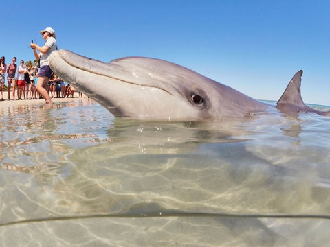 RAC Monkey Mia Dolphin Resort - Whitsundays Accommodation 2