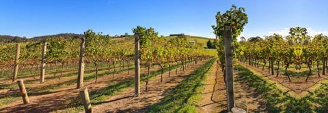 De Vine Escape - Whitsundays Accommodation 4